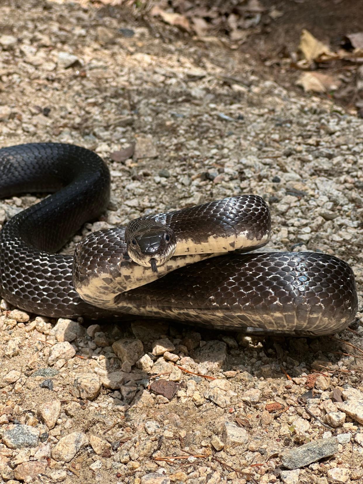 An Eastern rat snake is one of the varieties of snakes commonly  found in North Carolina.