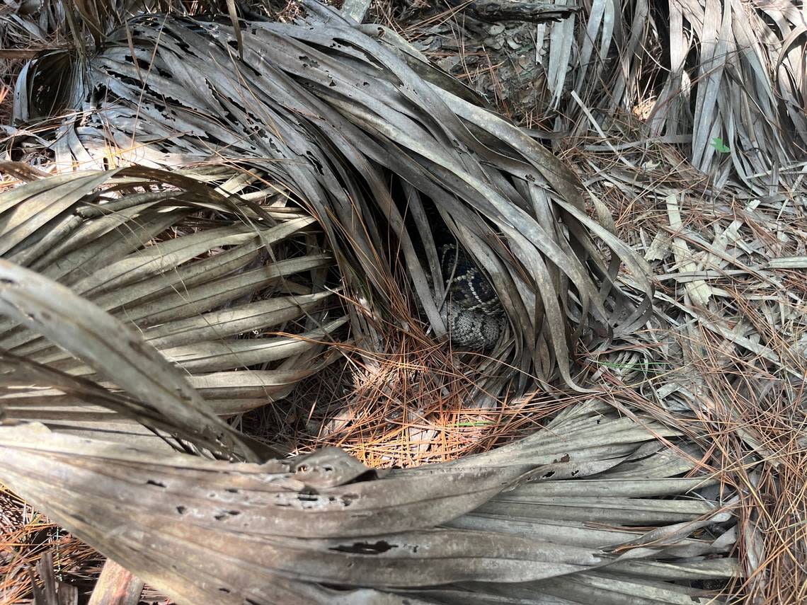 An eastern diamondback rattlesnake is in ambush mode under palmetto tree fronds at Marine Corps Recruit Depot Parris Island. Electronic devices that are placed on the snakes are allowing researchers to study them and their habitat. Karl Puckett/kapuckett@islandpacket.com