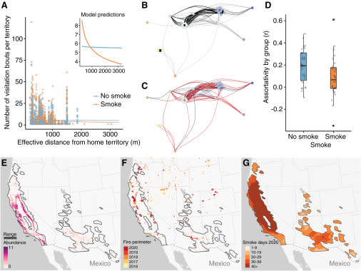 這幅圖展示了橡果啄木鳥在野火煙霧存在時的移動模式和行為變化。圖A顯示了橡果啄木鳥在有煙霧和無煙霧條件下，離開家園領地的有效距離與其訪問其他領地的次數之間的關係。藍色線條和橙色線條分別代表模型對無煙霧和有煙霧狀況下的預測。圖B和C用不同顏色的路徑展現了啄木鳥在不同狀況下的移動軌跡，其中藍色代表無煙霧時，紅色則表示有煙霧時。圖D提供了一個箱形圖，比較了有無煙霧環境下啄木鳥社交性的差異。圖E、F和G則在地理空間上展示了這些行為的變化，其中包括了橡果啄木鳥的分布範圍（圖E），野火範圍（圖F），以及2020年煙霧天數的分布（圖G）。（圖／《當代生物學》）