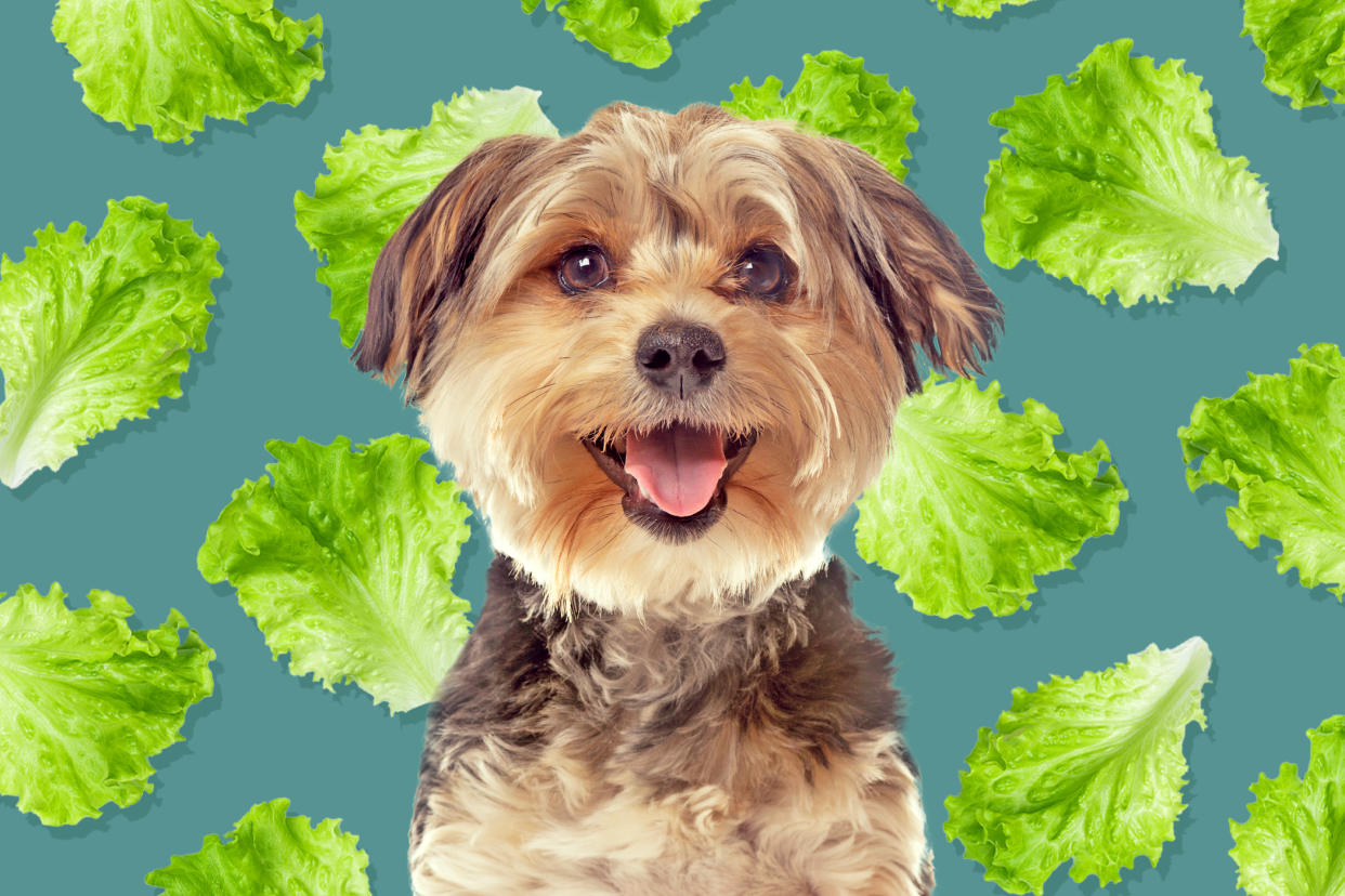 dog with pattern of lettuce leaves in the background; can dogs eat lettuce?