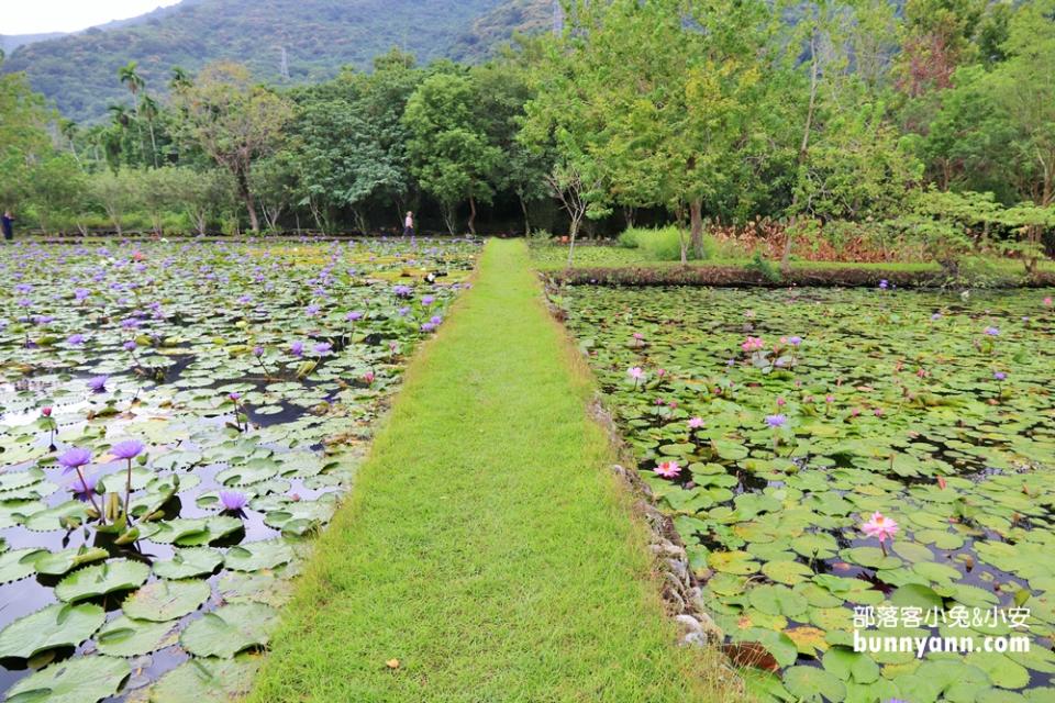 花蓮「蓮城蓮花園」