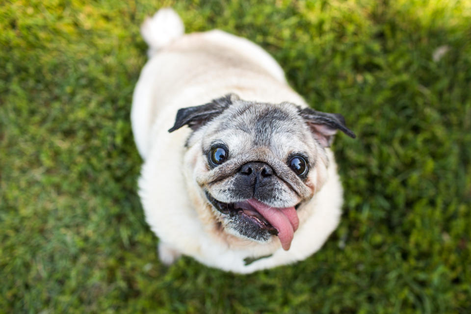 10 Dog Breeds That Are Ideal for Seniors