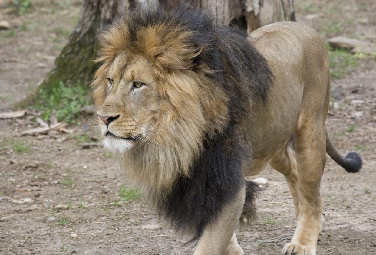 Lions and tigers at the Smithsonian's National Zoo have tested presumptive positive for the virus that causes COVID-19