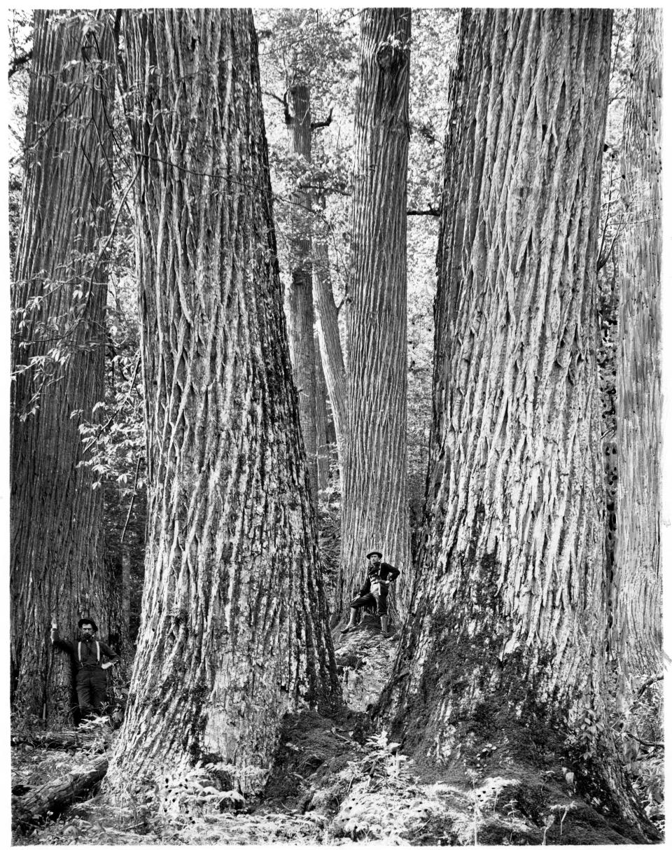 Chestnut trees were among the largest trees in eastern forests before the blight of the early 1900s killed those not already removed by timber companies.