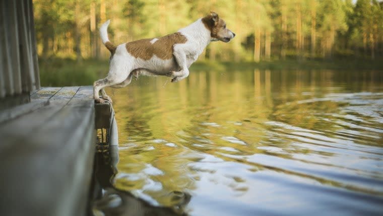 Florida Dog Club Hosts Competitive Water Event