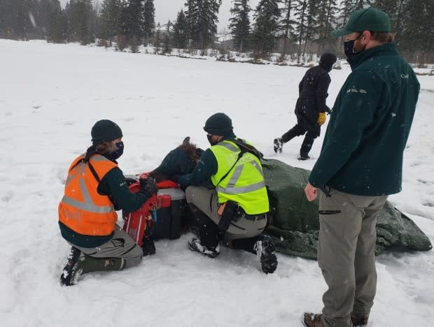 Blair Fyten, Parks Canada resource management officer, says the elk in the picture above was rescued in January and had to be warmed with blankets.