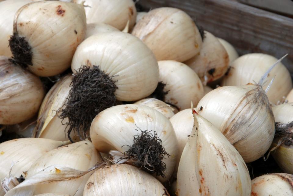 Canna lily bulbs ready for replanting