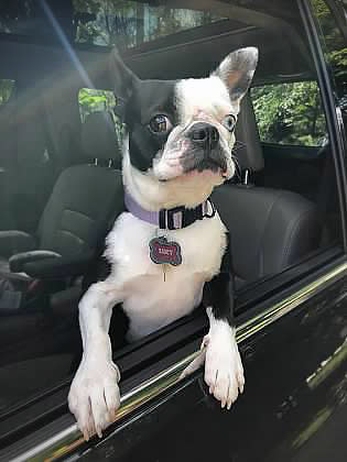 Jeffrey Foose's Boston terrier, Lucy. (Courtesy Jeffrey Foose)