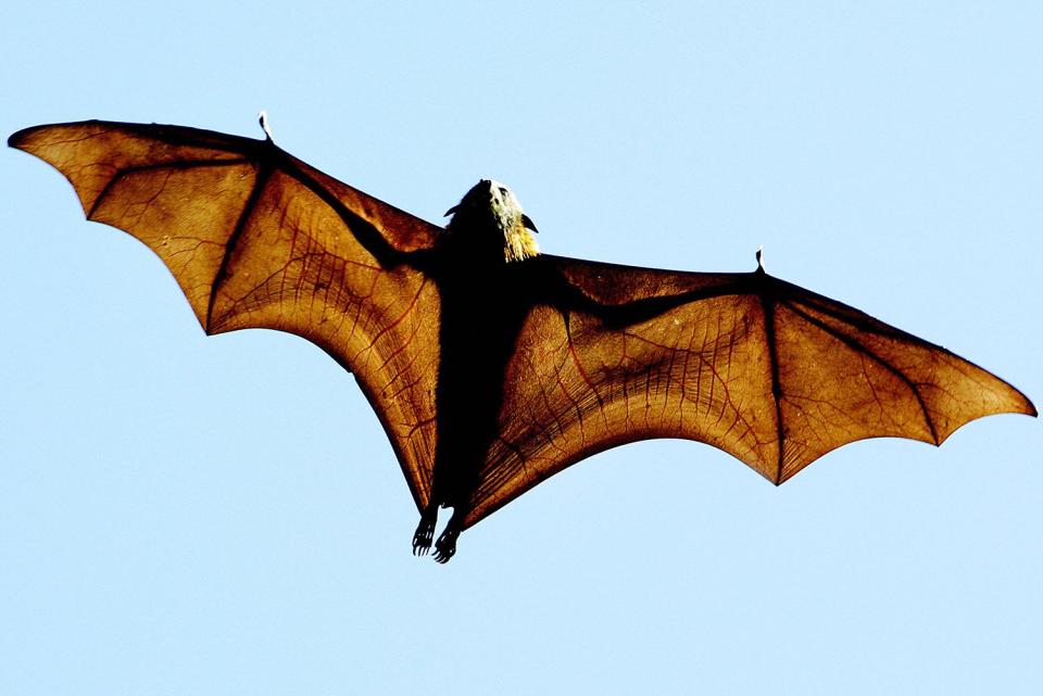 bat