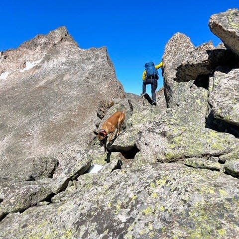 A searcher and his dog are shown looking in Rocky Mountain National Park for missing Fort Collins trail runner Chad Pallansch. The broad-scaled search for Pallansch was suspended Oct. 10, 2023.