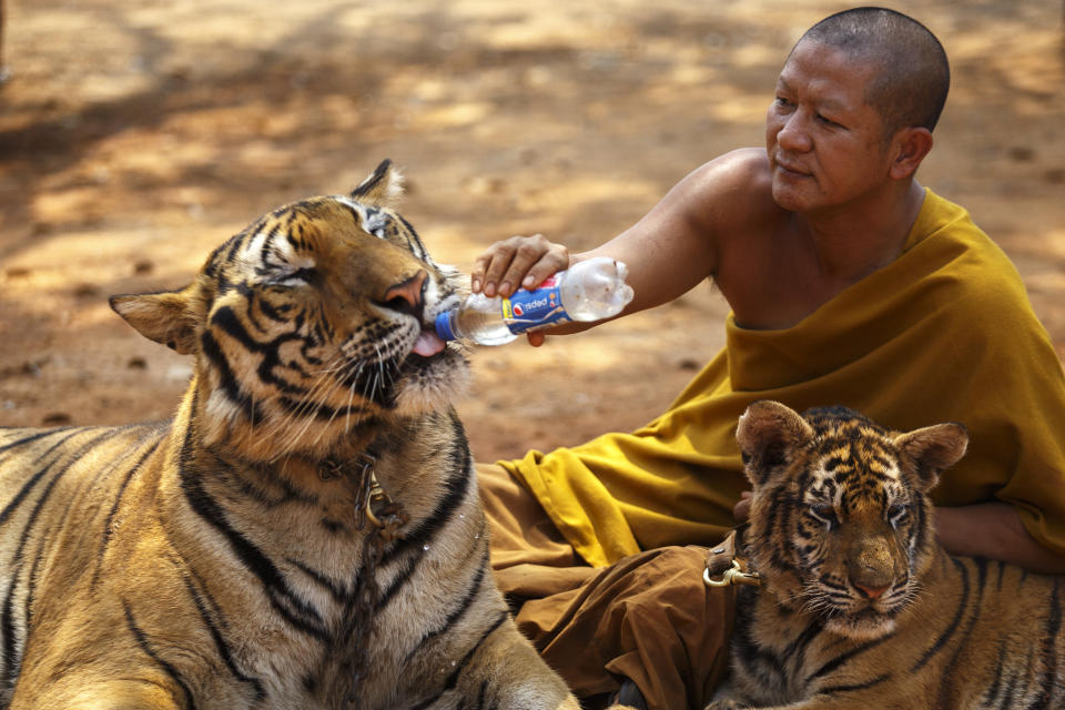 A Buddhist monk feeds a tiger with water from a bottle at the Wat Pa Luang Ta Bua, otherwise known as the Tiger Temple, in Kanchanaburi Province in 2015. (Photo: Athit Perawongmetha / Reuters)