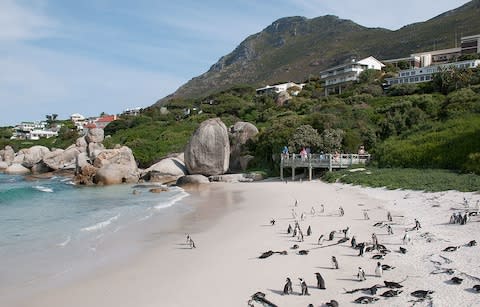 penguins on Boulders Bay - Credit: Getty