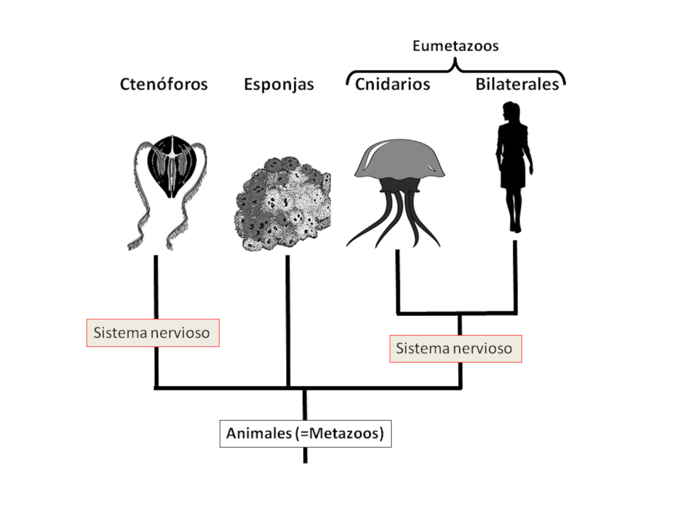 Las diferencias entre los sistemas nerviosos de los ctenóforos y el resto de los animales (Eumetazoos) sugieren que su origen se produjo dos veces en la evolución.