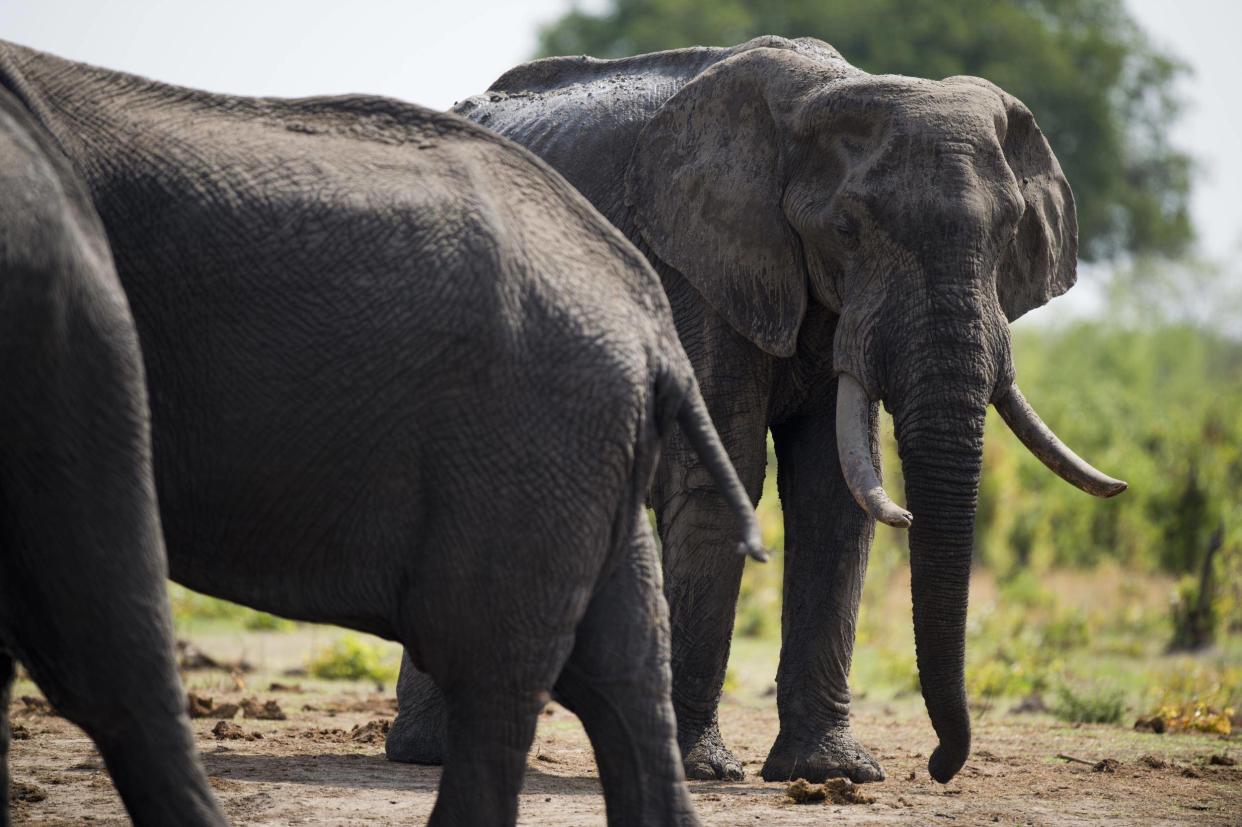 African elephants in Zimbabwe's Hwange National Park: AFP/Getty