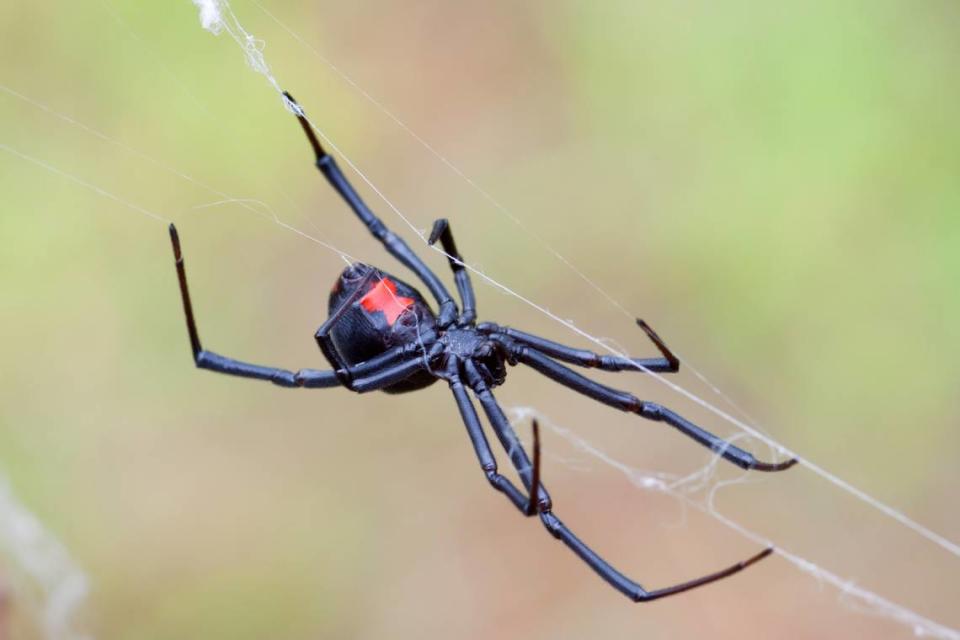 A black widow spider is seen here in this stock photo.