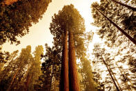 Sequoia trees stand in Lost Grove along Generals Highway as the KNP Complex Fire burns about 15 miles away on Friday, Sept. 17, 2021, in Sequoia National Park, Calif. (AP Photo/Noah Berger)