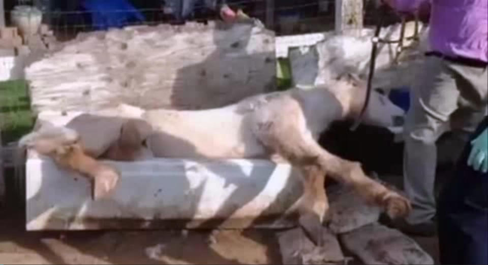 This image from television provided by Metro Fire Sacramento shows a horse stuck in an outdoor bathtub prior to being rescued by firefighters Wednesday Feb. 4, 2015. The horse, named Phantom, was stuck in the bathtub for about 25 minutes. Her owner saw the horse fall and called the fire department. Phantom, a Palomino/Appaloosa mix, was not injured. (AP Photo/Metro Fire Sacramento)