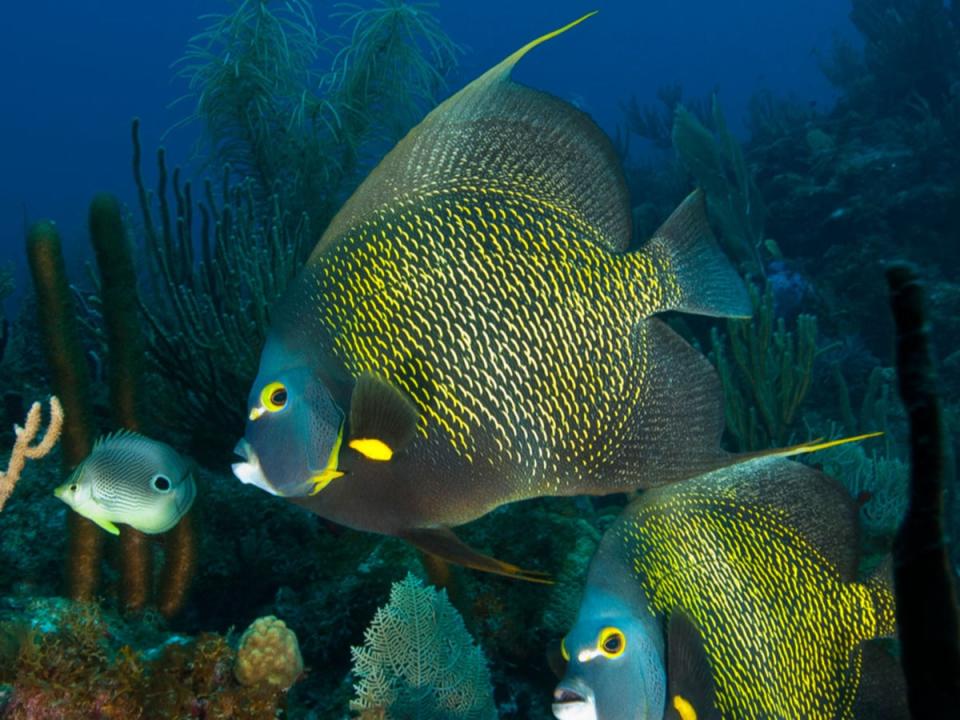 The waters around Sint Eustatius teem with marine life (Scubaqua)