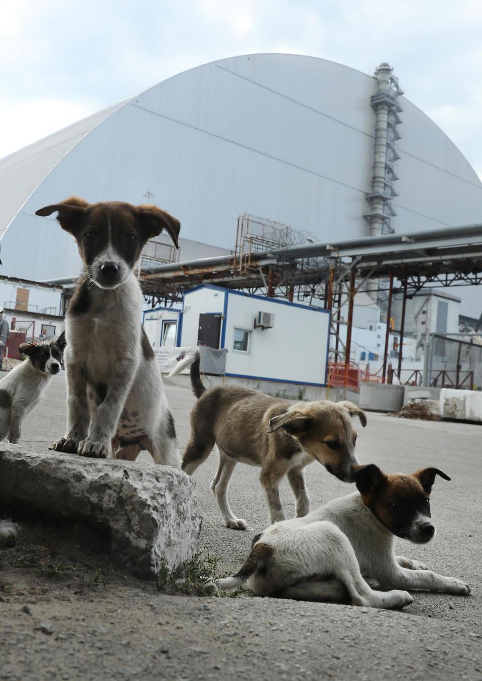 <p>Stray dogs loiter inside the high-security “local zone” outside the giant new enclosure that covers devastated reactor number four at the Chernobyl nuclear power plant on Aug. 18, 2017, near Chernobyl, Ukraine. (Photo: Sean Gallup/Getty Images) </p>