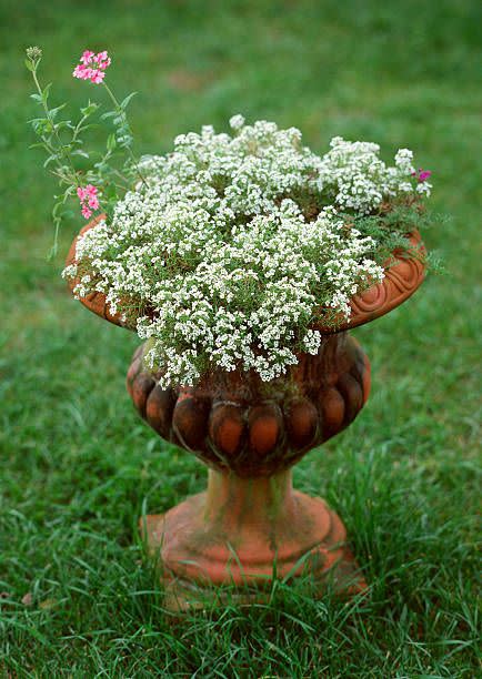 14) Sweet Alyssum