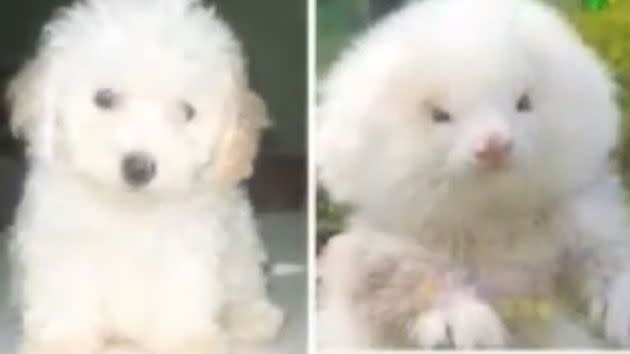 Bargain hunters in Argentina have been sold ferrets pumped with steroids and groomed to look like toy poodles and Chiuhuahuas.Photo: YouTube.