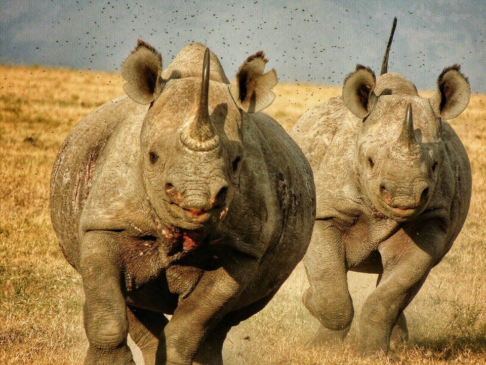 A mother and daughter rhino charge during a lesson on aggression. [Lyla Vasquez]