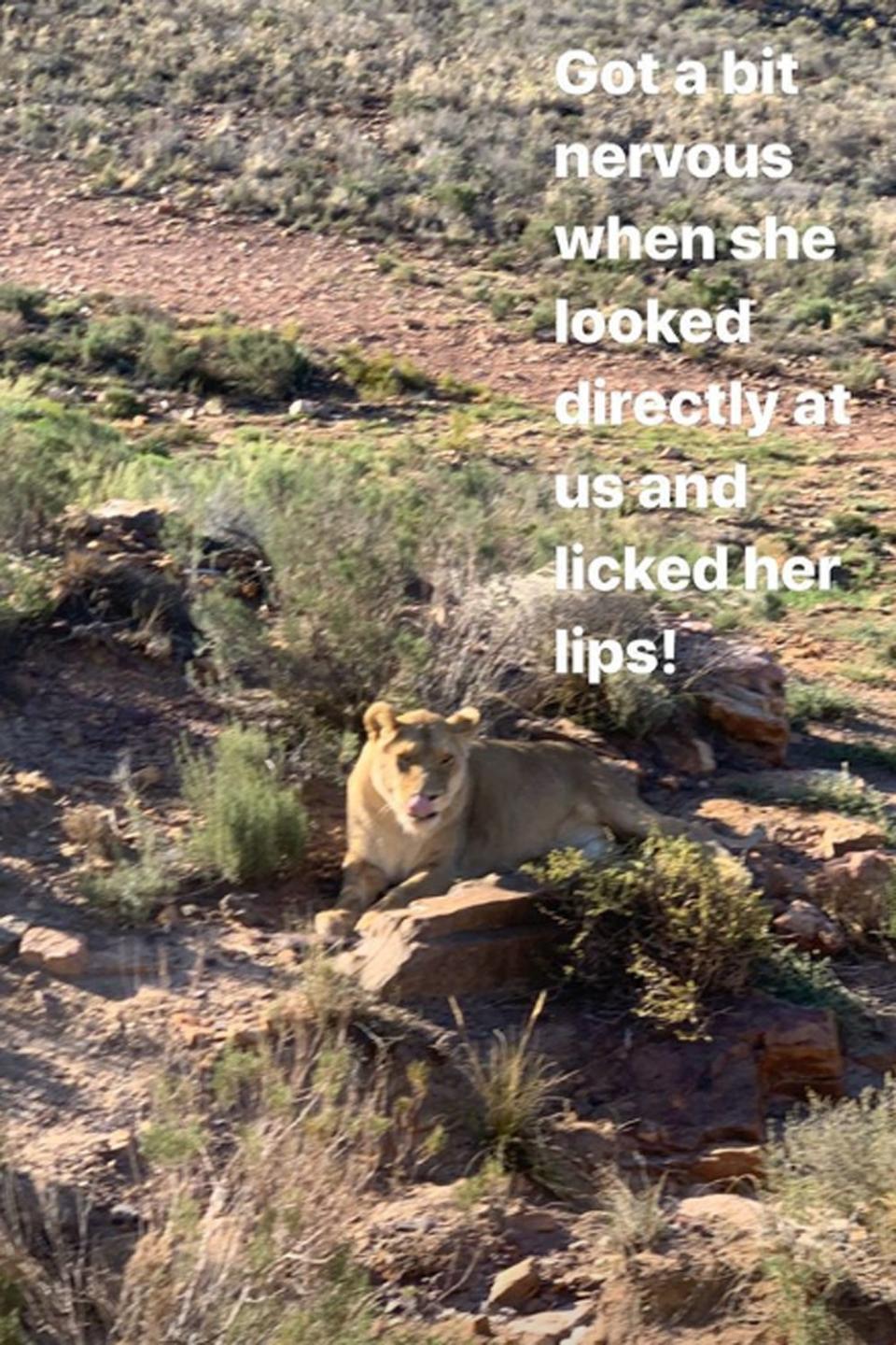 They saw lions, zebras and rhinos in their natural habitats (Instagram @thewhitmore)