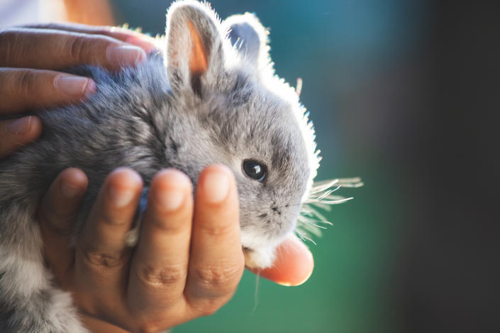 A closeup photo of a light grey rabbit being held by a pair of hands. 