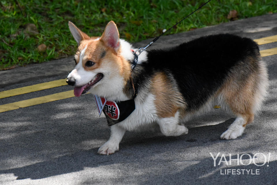 Corgi Gathering at Tanjong Beach