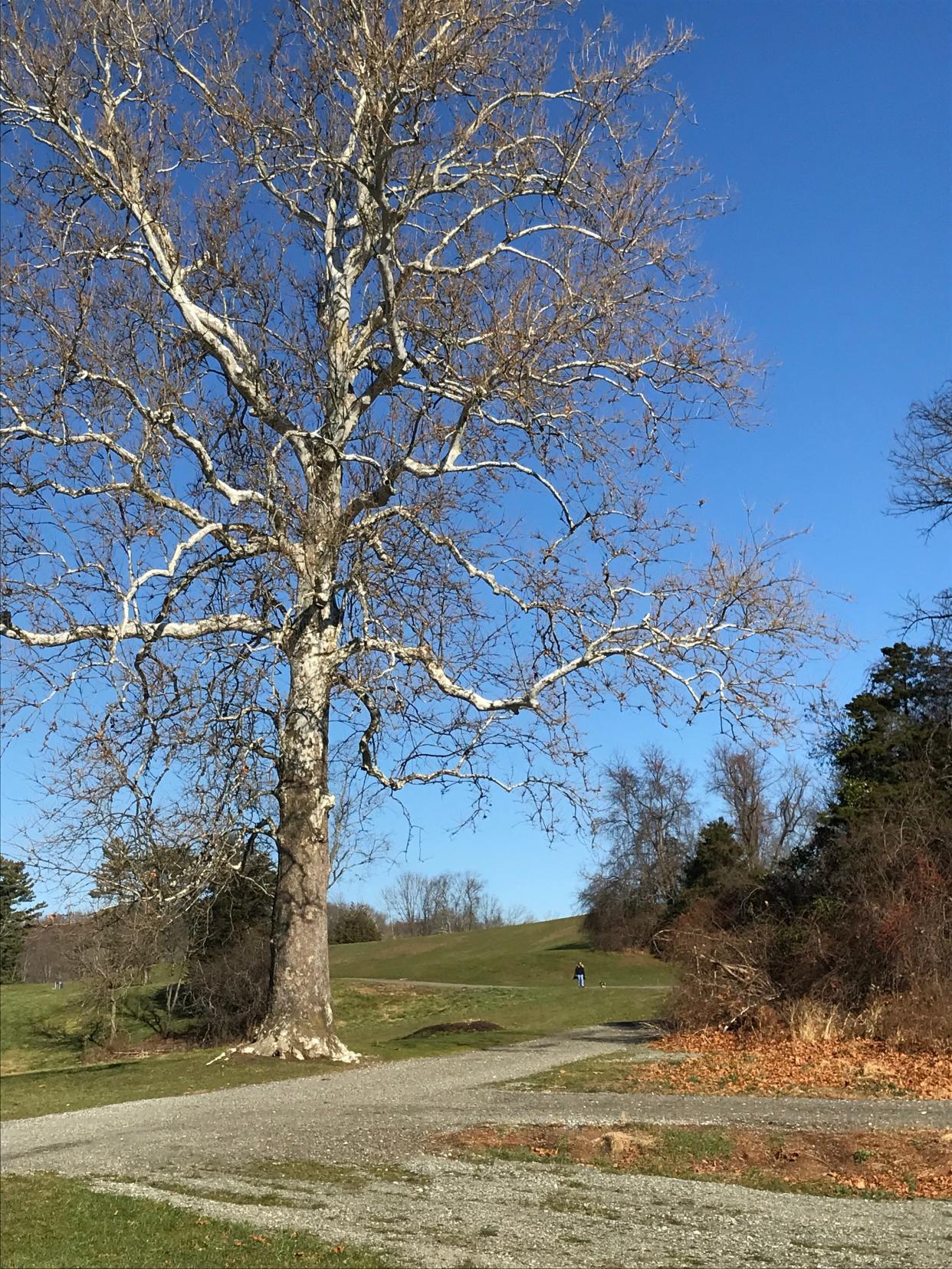 An old cart path passes by a towering sycamore tree at Chase Farm.