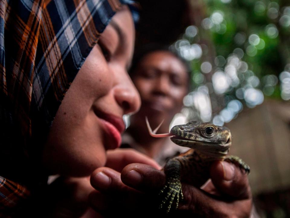 A worker holds a two-week-old Komodo dragon in a zoo incubator.
