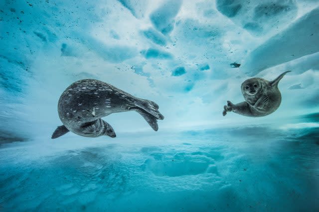 Seals