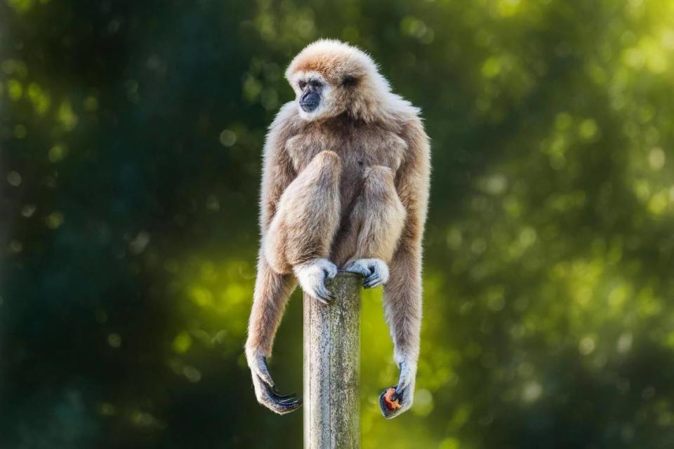 White cheeked gibbon perched up on a wooden stand.