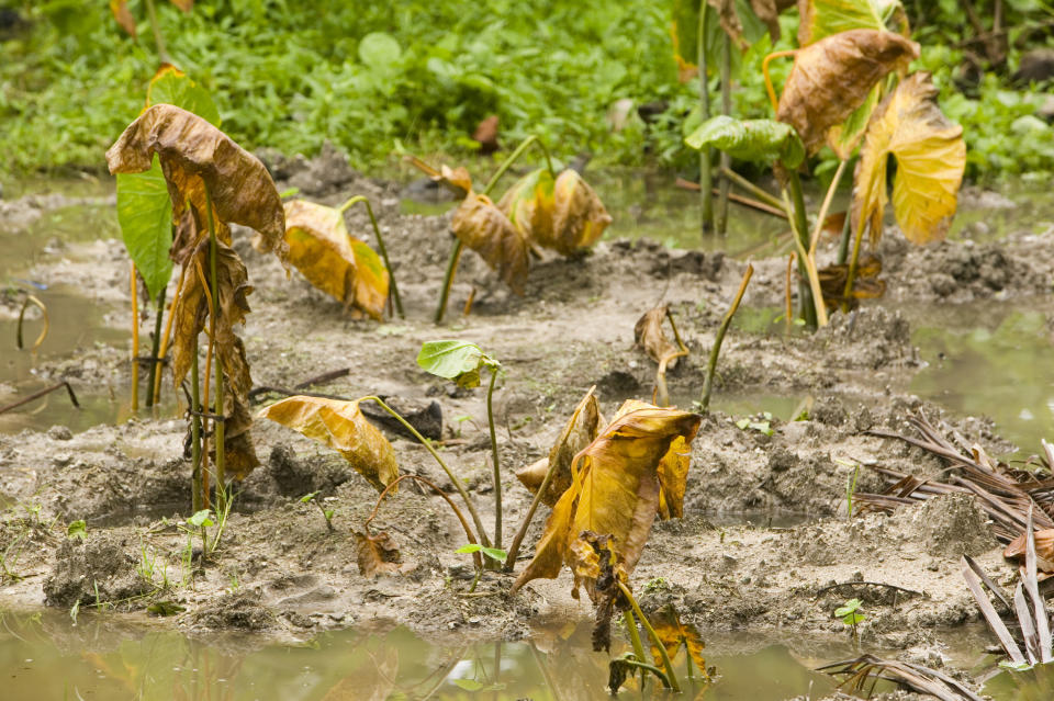 Dying crops in Tuvalu due to poor soil quality