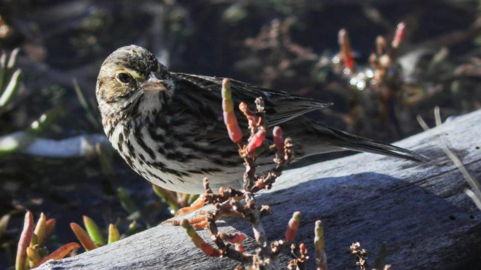 A Savannah sparrow feeds in pickleweed in the Morro Bay Estuary on Jan. 11, 2024.