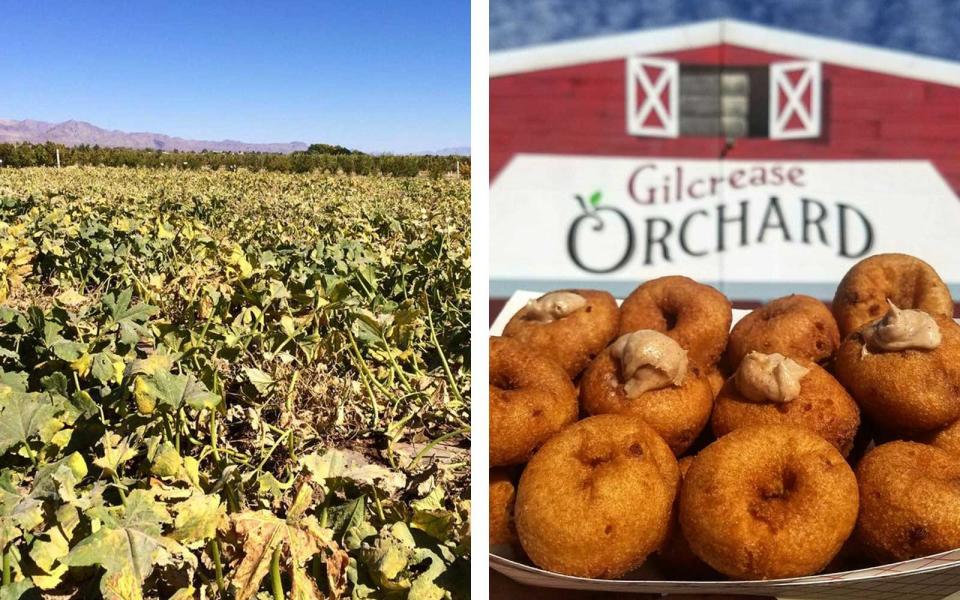 4. Gilcrease Orchard