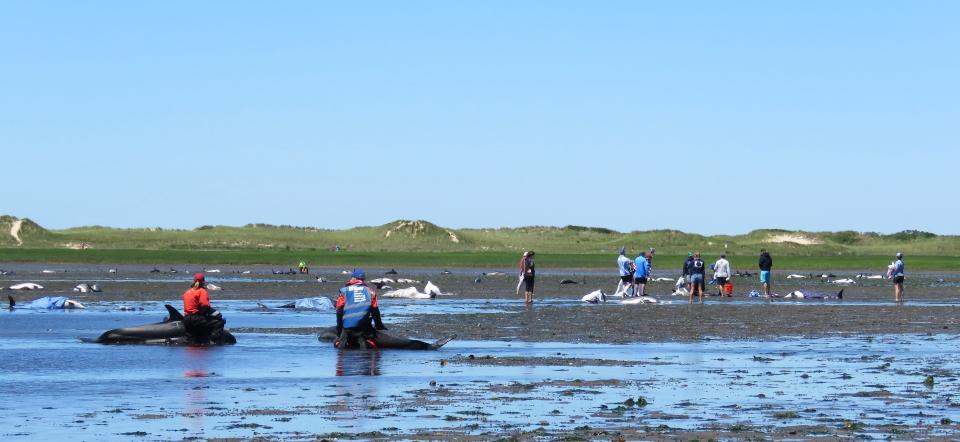 More than 80 Atlantic white-sided dolphins were stranded near Great Island in Wellfleet on Friday.