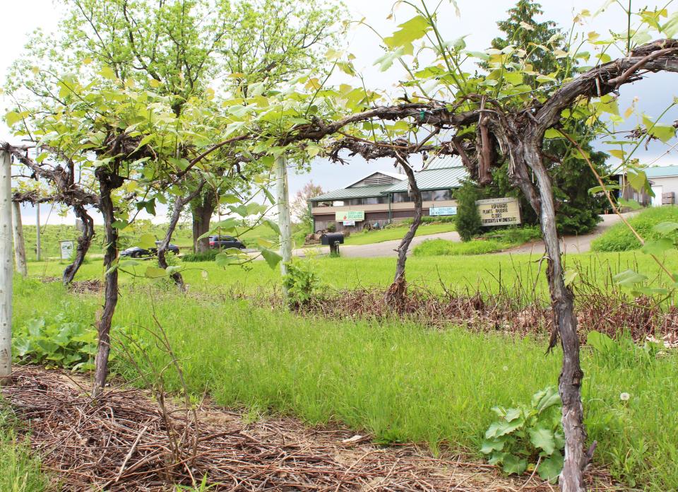 On 275 acres, Hubbard's Corey Lake Orchard, grows every Michigan fruit, including grapes for customers and for their winery.