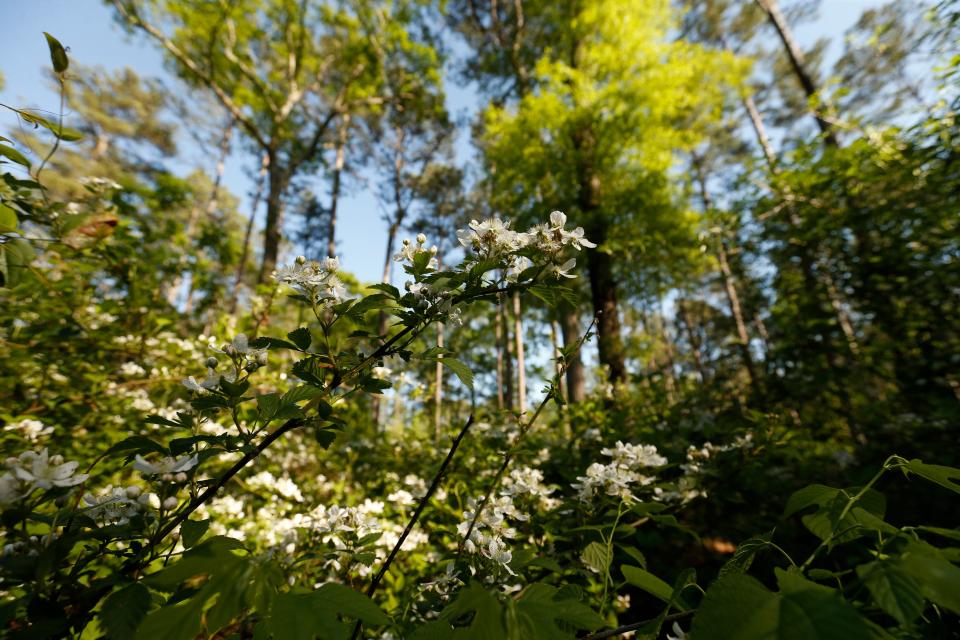 Wild Black berries bloom on the trails of Sandy Creek Nature Center in Athens, Ga., which features 225 acres of woodlands and wetlands with over 4 miles of trails.