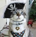 Aye-aye captn!: Spangles, the crossed-eyes kitty, became an internet sensation after his owner, 25-year-old Mary Buchanan of South Carolina, regularly posted photos of the three-year-old cat in a variety of different costumes to Facebook