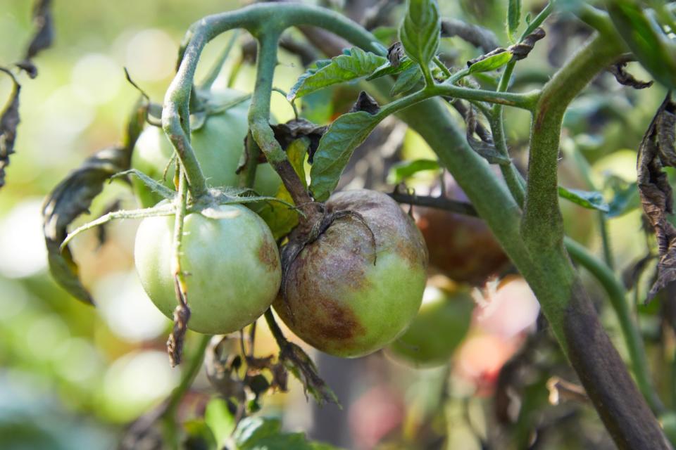 Tomatenkrankheiten vorbeugen