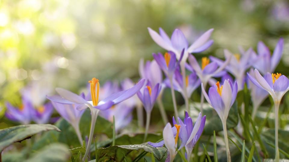 close up image of pretty little spring flowering purple crocus flowers