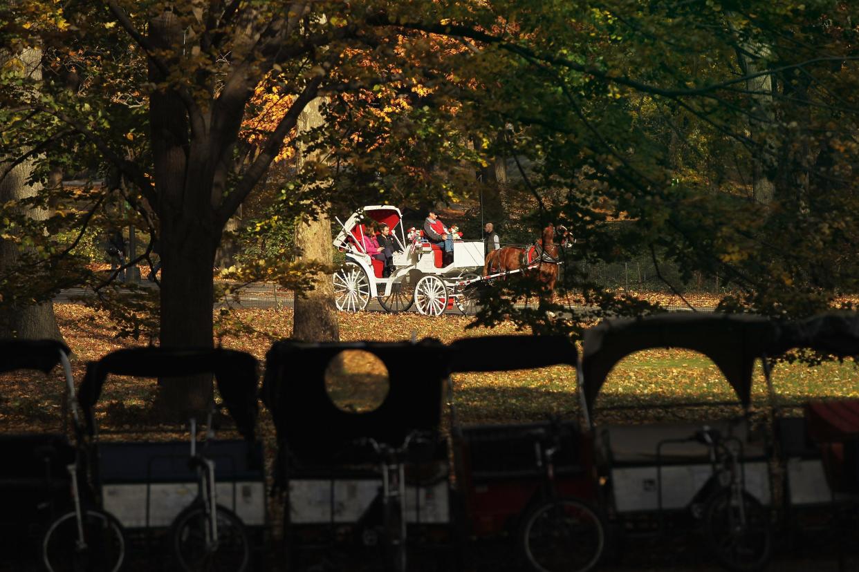 A carriage horse is viewed at Central Park on November 14, 2011 in New York City.
