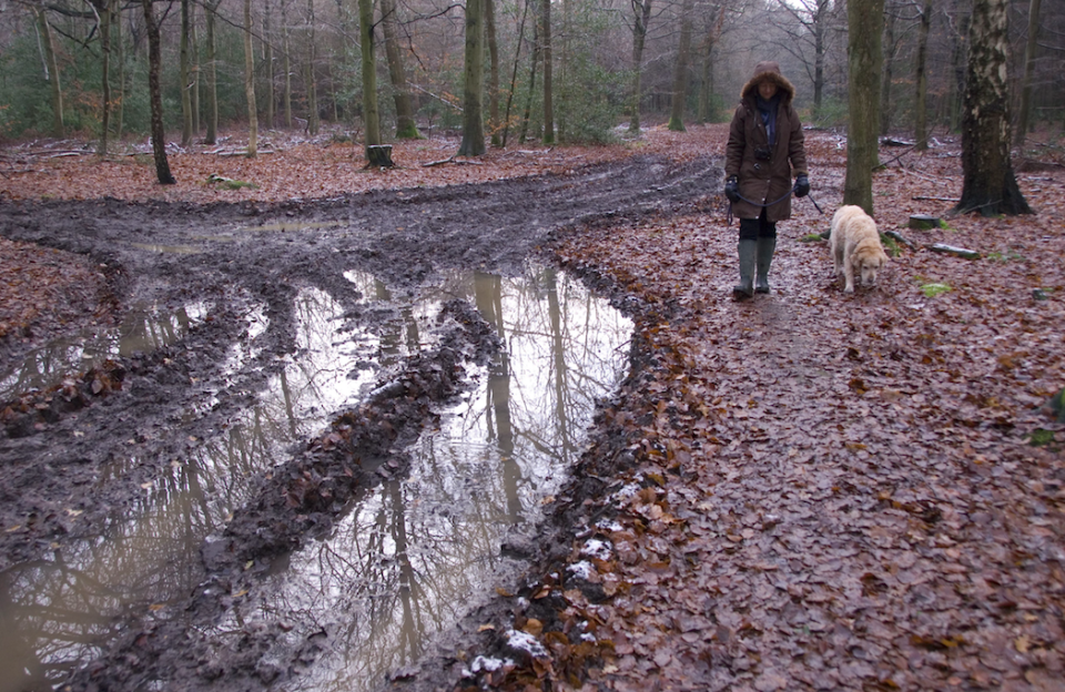 <em>The disease is known to thrive in cold, wet soil (Rex/stock photo)</em>