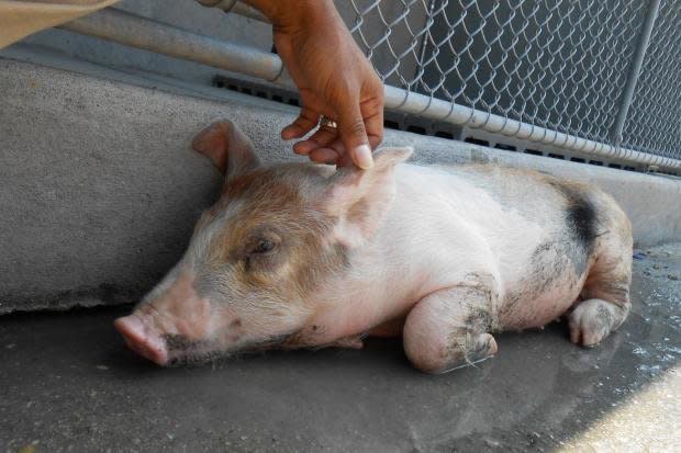 A stray pig was captured by police in Queens in August and taken to the Animal Care & Control kennels.  Photo credit: Animal Care & Control of New York
