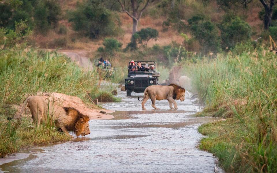 Lions crossing the road on safari in South Africa - Getty
