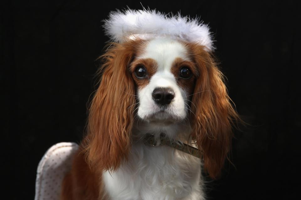 NEW YORK, NY - OCTOBER 20: King Charles Spaniel Daisy poses as an angel at the Tompkins Square Halloween Dog Parade on October 20, 2012 in New York City. Hundreds of dog owners festooned their pets for the annual event, the largest of its kind in the United States. (Photo by John Moore/Getty Images)