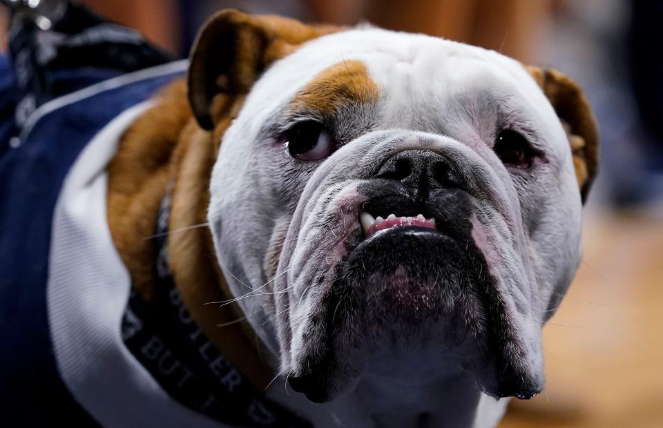 Butler Bulldogs mascot Butler Blue walks on the court Saturday, Nov. 13, 2021 at Hinkle Fieldhouse, in Indianapolis. Butler Bulldogs defeated the Troy Trojans, 70-59.

Ncaa Basketball Ini 1113 Ncaa Men S Basketball Troy At Butler