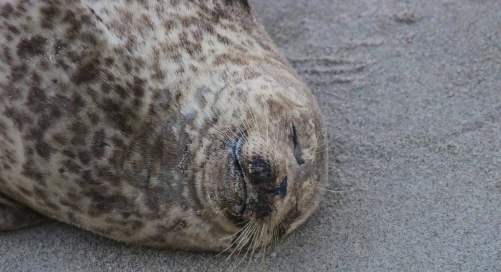 Beachgoers flee sparring sea lions in viral video: 'Godzilla is chasing  them', US news