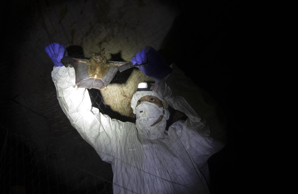 Researcher removing bat from a trapping net in cave inside Sai Yok National Park in Kanchanaburi province, west of Bangkok, Thailand, Saturday, Aug. 1, 2020. Researchers in Thailand have been trekking though the countryside to catch bats in their caves in an effort to trace the murky origins of the coronavirus. (AP Photo/Sakchai Lalit)